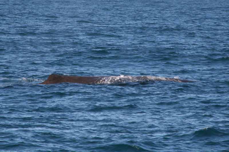 Nieuw-Zeeland 2011 - 1198